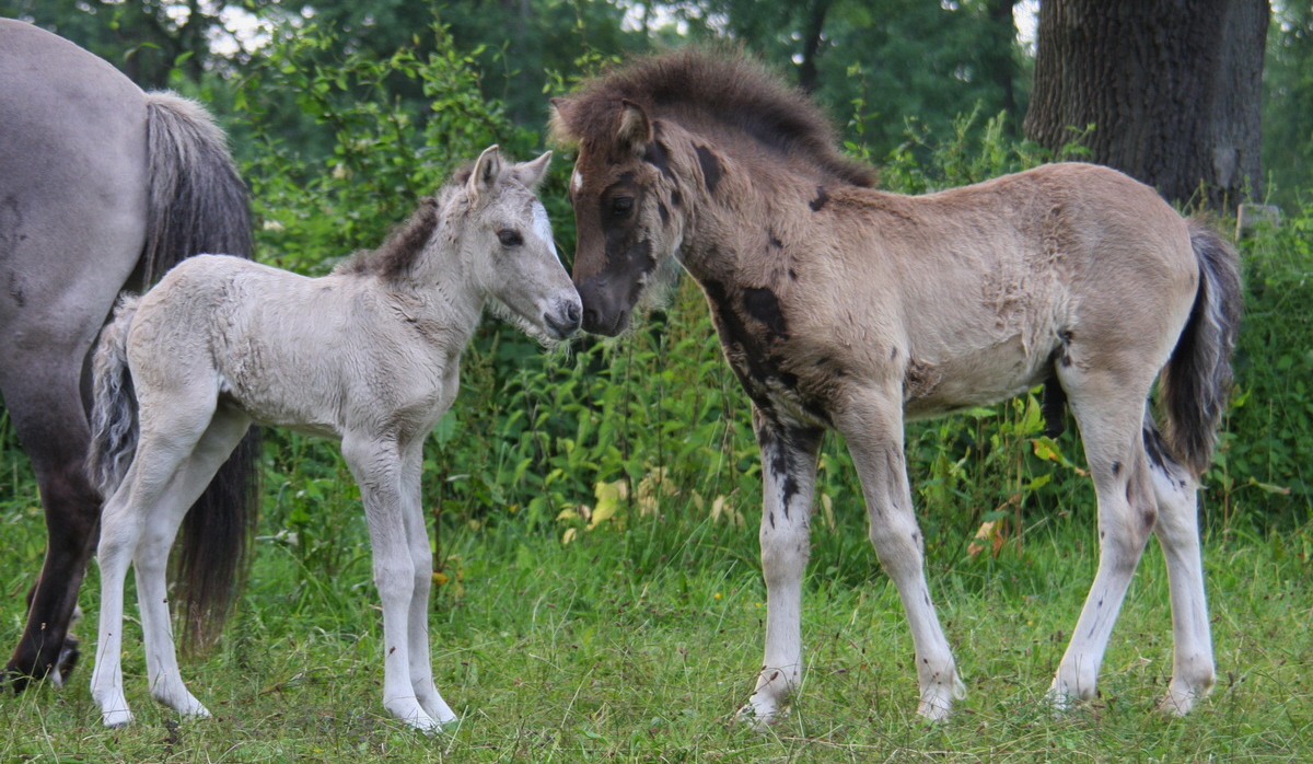 Fohlen 2010 01